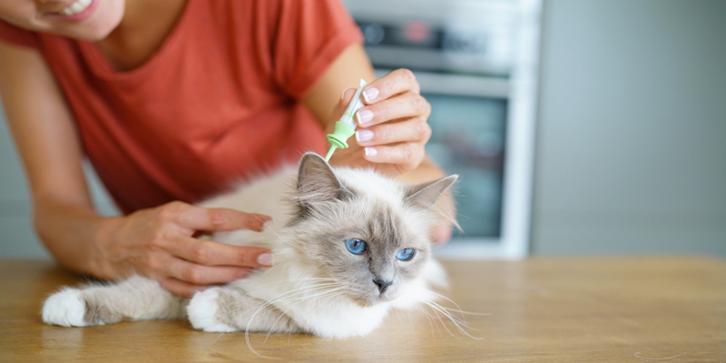 L'antipulci gatto ogni quanto va messo? - 1