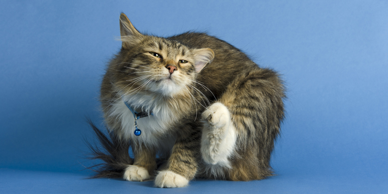 L'antipulci gatto ogni quanto va messo?