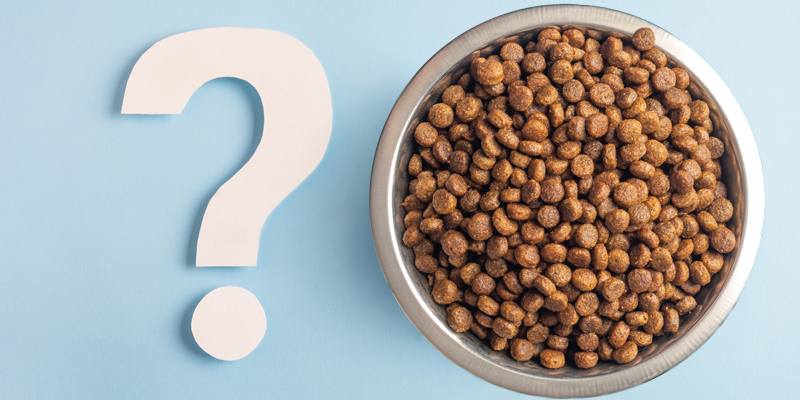 Qual è l'orario migliore per dare da mangiare al cane? - 1