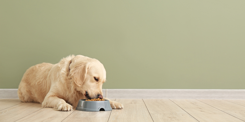 Qual è l'orario migliore per dare da mangiare al cane?