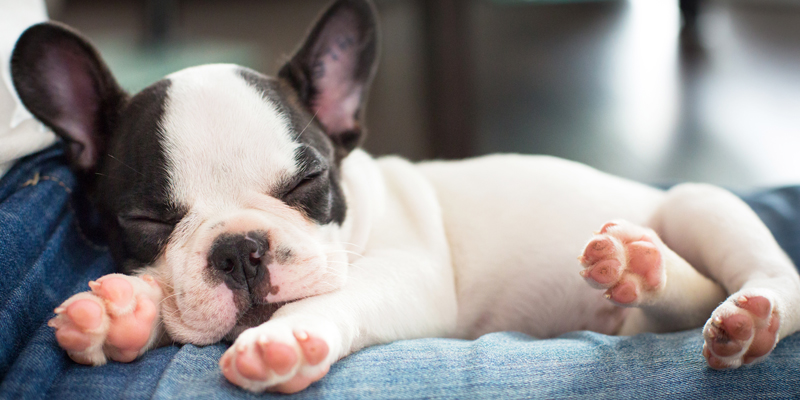 Quanto dorme un cane? I segreti del sonno dei nostri pet - 1
