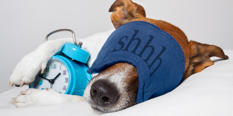 Quanto dorme un cane? I segreti del sonno dei nostri pet