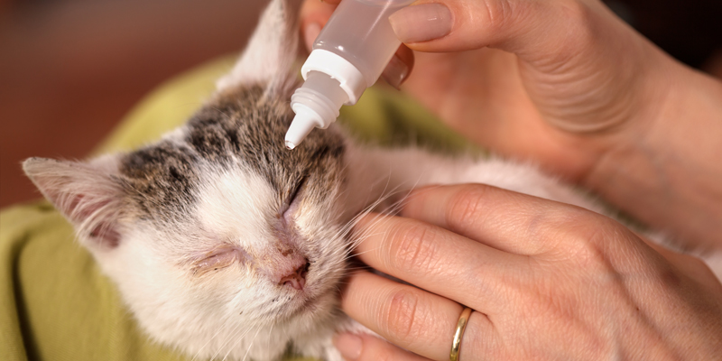 Come pulire gli occhi al gatto con consigli utili e sicuri - 1