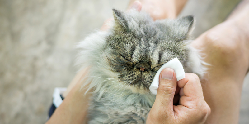 Come pulire gli occhi al gatto con consigli utili e sicuri