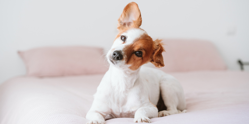 Come pulire le orecchie dei cani in modo sicuro - 1