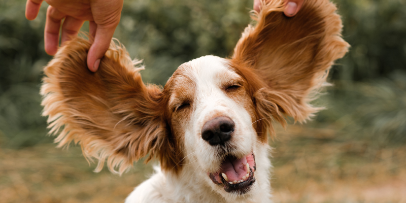 Come pulire le orecchie dei cani in modo sicuro