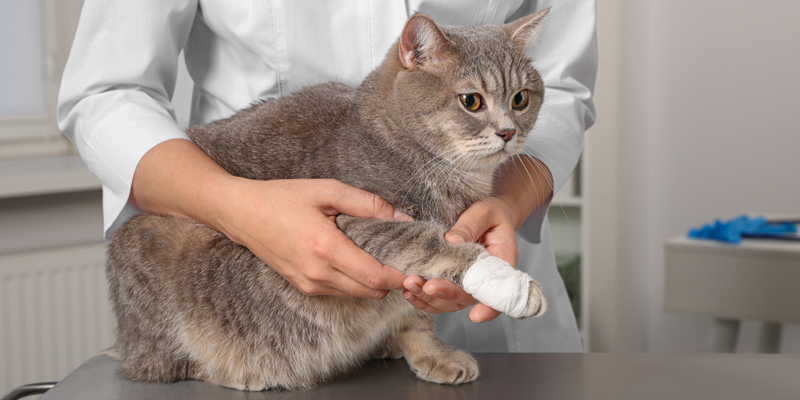 Come disinfettare ferita gatto, consigli utili