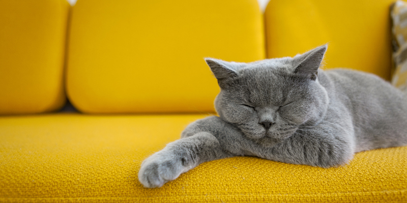 Quanto dorme un gatto? I segreti del sonno felino
