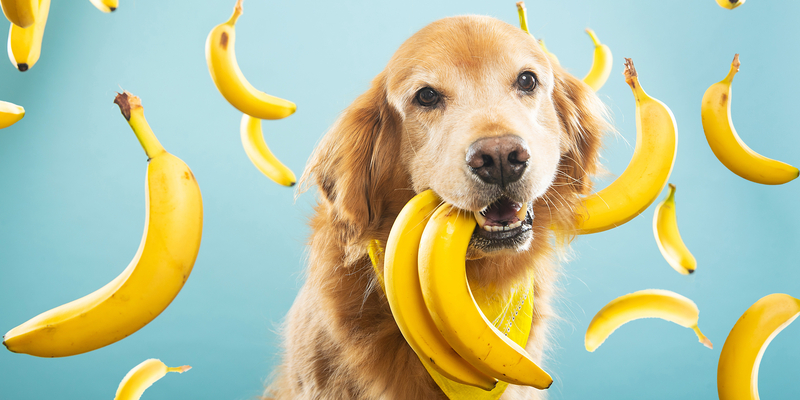 Che frutta non può mangiare il cane? Lista completa