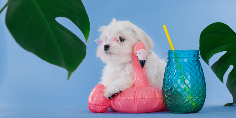 Cosa non possono mangiare i cani maltesi? Tutto sulla sua alimentazione