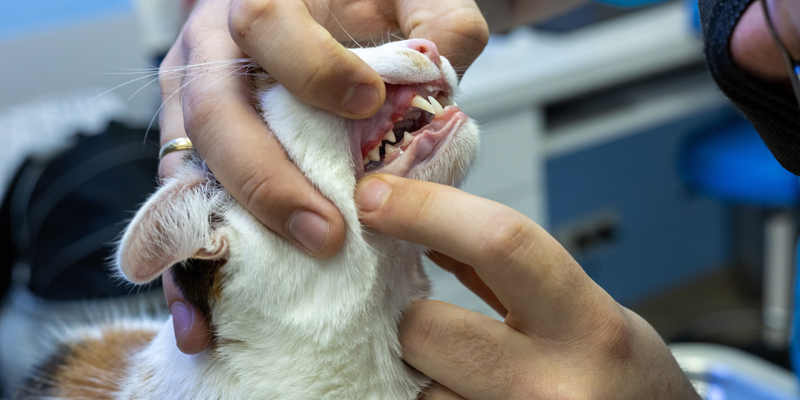 Cos'è la Felv e come capire se il gatto ha la Felv? - 1