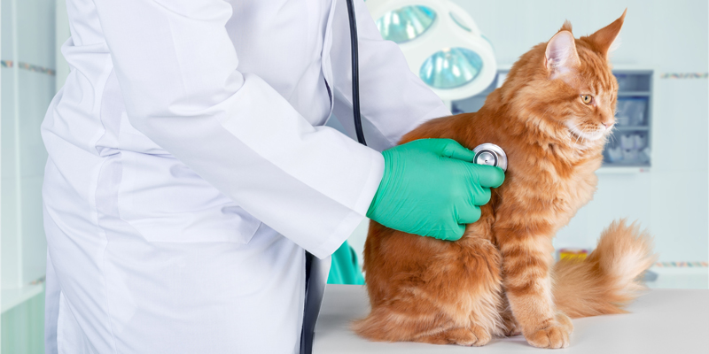 Cos'è e come capire se il gatto ha la FeLV?