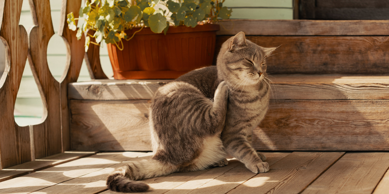 Quanto tempo ci vuole per eliminare le pulci dal gatto? - 1