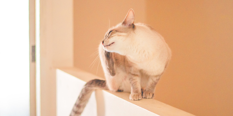 Quanto tempo ci vuole per eliminare le pulci dal gatto?
