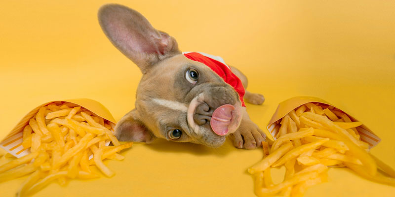 Come far dimagrire un cane in modo sano e sicuro