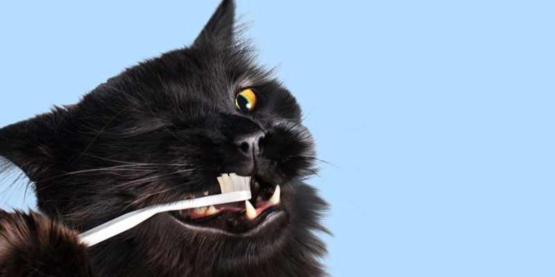Come pulire i denti del gatto in modo sicuro