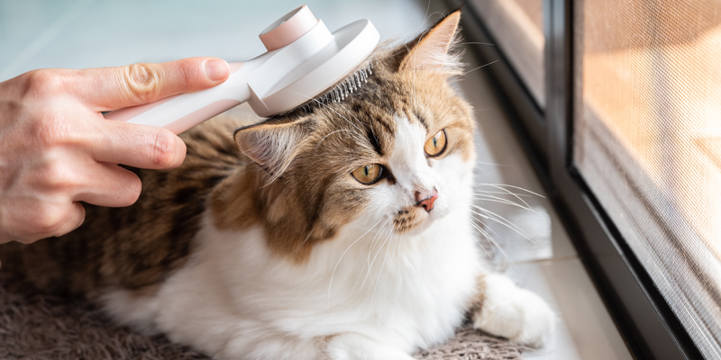 Come pulire il pelo del gatto? Trucchi e consigli - 1