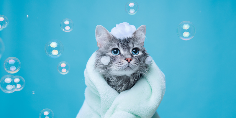 Come pulire il pelo del gatto? Trucchi e consigli