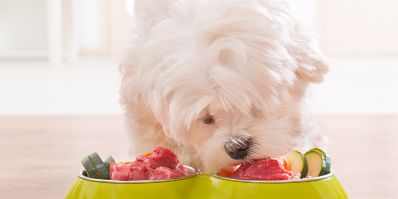 Cosa non possono mangiare i cani maltesi? Tutto sulla sua alimentazione - 1