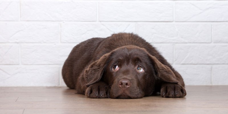 Come capire se il cane ha i vermi? Ecco come agire