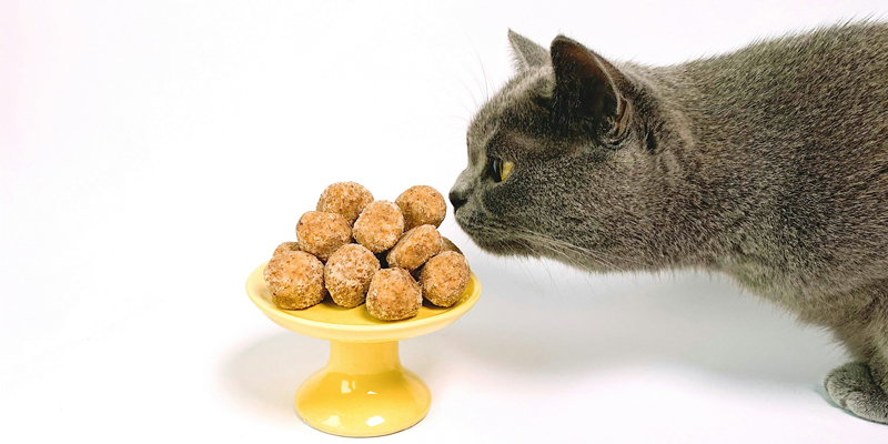 Cibo per gatti asmatici: qual è la scelta migliore per l'asma felina?
