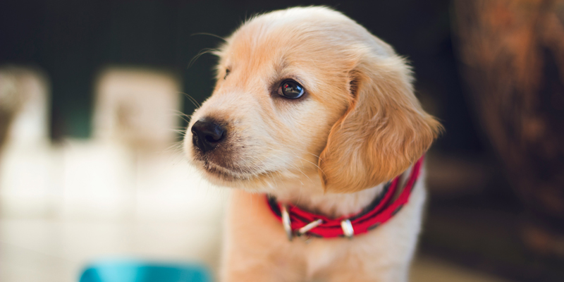 Come abituare il cane alla traversina? Trucchi e suggerimenti - 1
