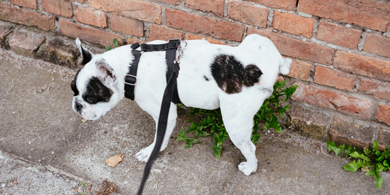 Come abituare il cane alla traversina? Trucchi e suggerimenti - 2