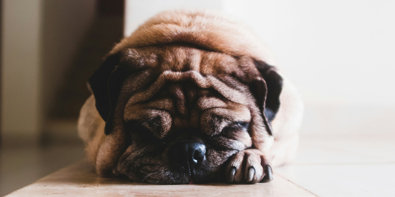 Come abituare il cane alla traversina? Trucchi e suggerimenti