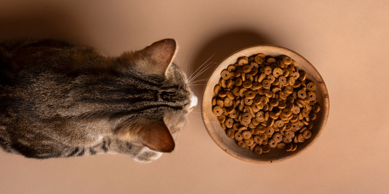 Come fare ingrassare un gatto? Dritte e consigli utili