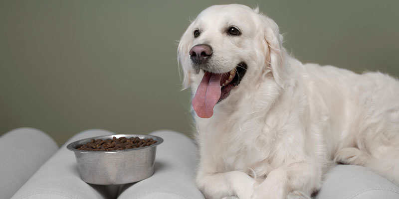 Cosa aggiungere alle crocchette del cane?