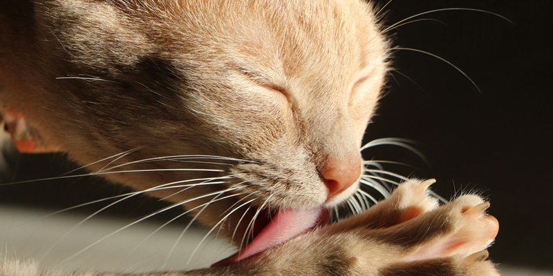 Cosa succede se il gatto lecca l'antipulci? Ecco come fare