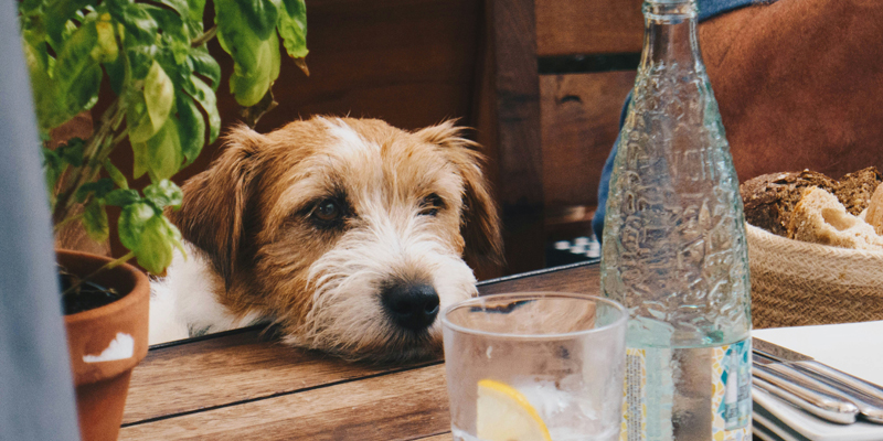 Quali sono le migliori crocchette appetibili per cani difficili - 1