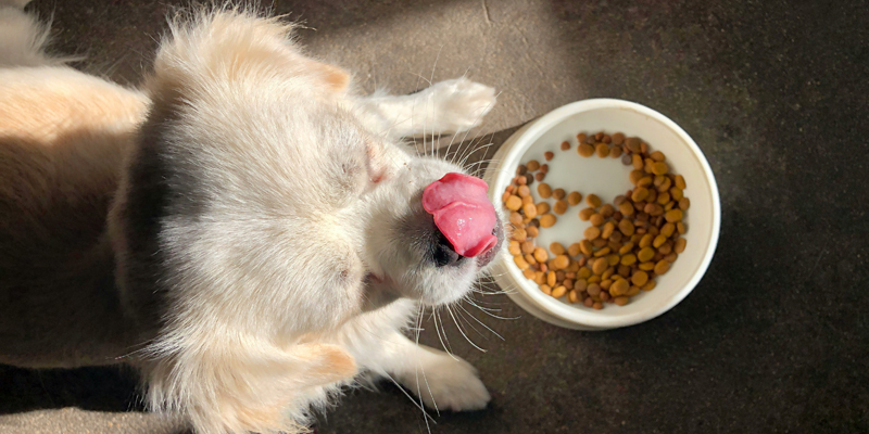 Quali sono le migliori crocchette appetibili per cani difficili