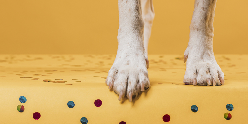 Come pulire le zampe del cane in modo delicato