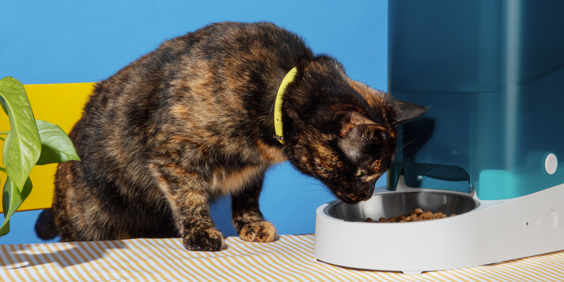 Come scegliere il cibo per gatti con problemi intestinali giusto
