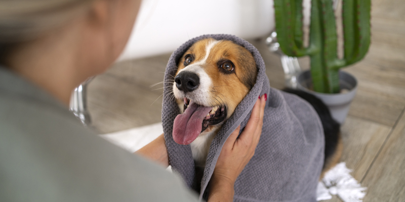 Come pulire gli occhi al cane? Una guida completa