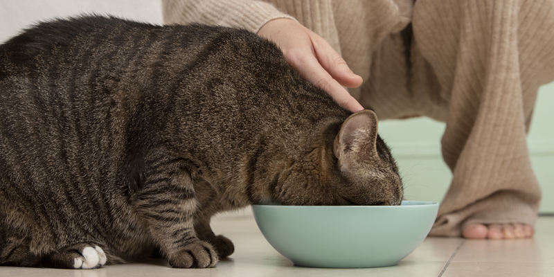 Quale cibo per gatti allergici scegliere?