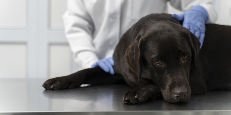 Come disinfettare ferita cane? Prodotti e rimedi -1