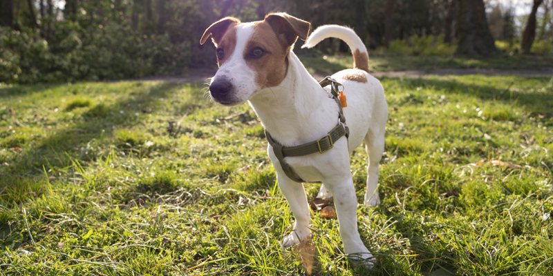 come-proteggere-il-cane-dalle-mosche