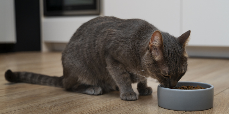 Cos'è gastrointestinal gatto e a cosa serve? - 1