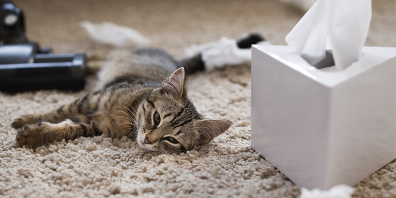 Cosa dare al gatto stitico? Rimedi e consigli utili