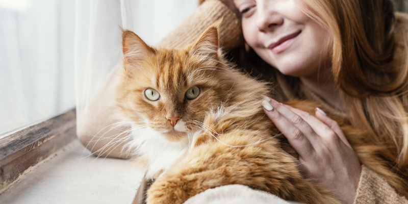 Quanto vive un gatto? Tutto quello che c’è da sapere - 1