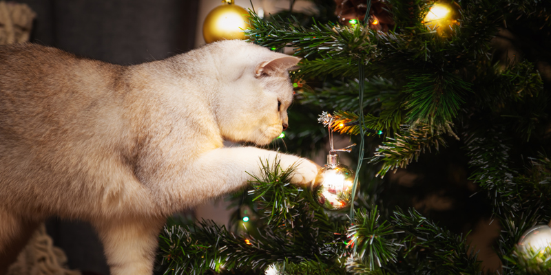 Gatti e albero di Natale, come proteggere decorazioni e mici?