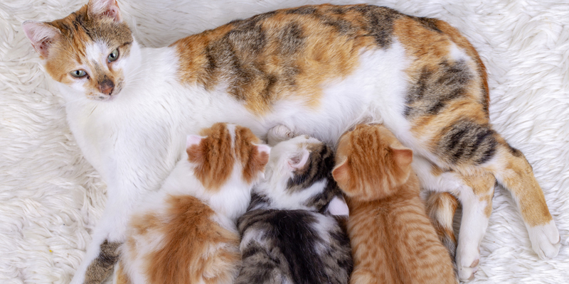 Tutto sulla gestazione gatto: cosa sapere sulla gatta incinta