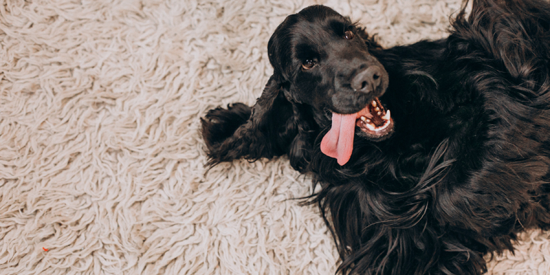 Perché i cani tremano? Tutte le possibili cause e come agire - 1