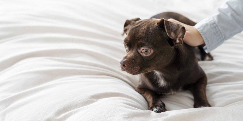 Perché i cani tremano? Tutte le possibili cause e come agire