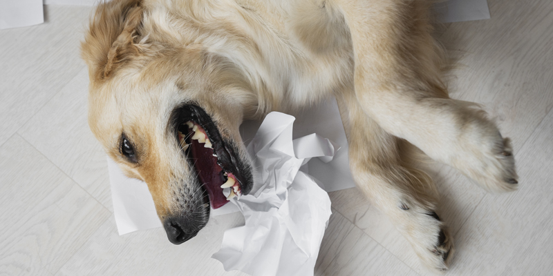 Cos'è la tosse cane: sintomi, cause e rimedi - 1