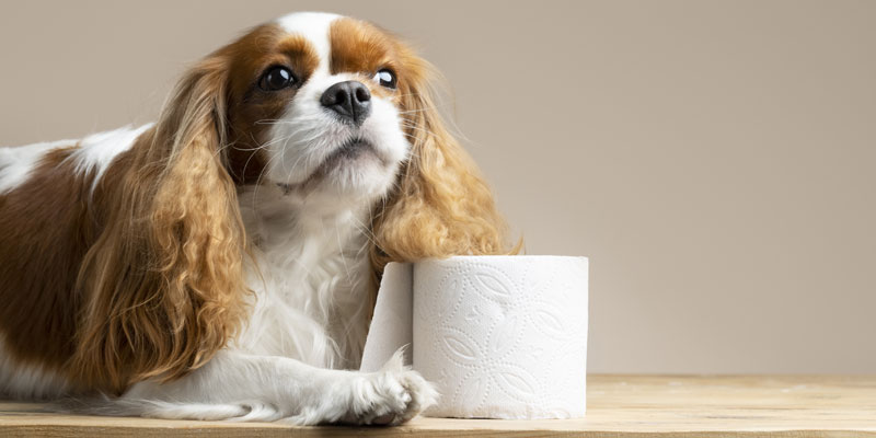 Come aiutare il cane a defecare? Soluzione per il cane stitico