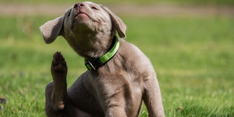 Quali sono le migliori crocchette cane ipoallergeniche e quando utilizzarle - 1