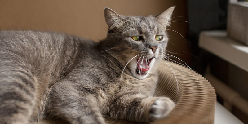 Come riconoscere i vermi gatto? Tutti i sintomi e come curarli
